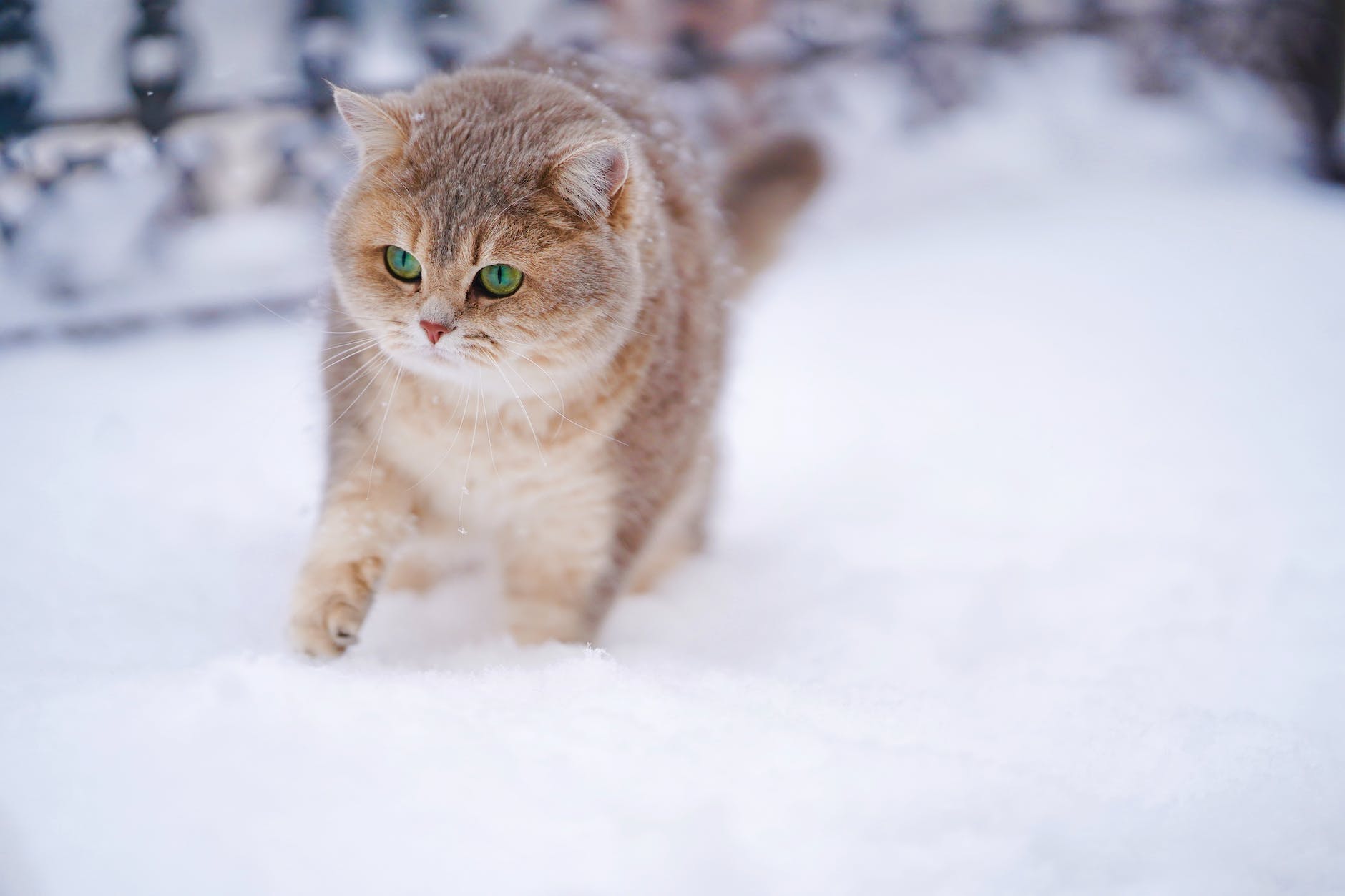 Gdzie zostawić kota podczas wyjazdu? Zdecyduj się na usługę catsittingu