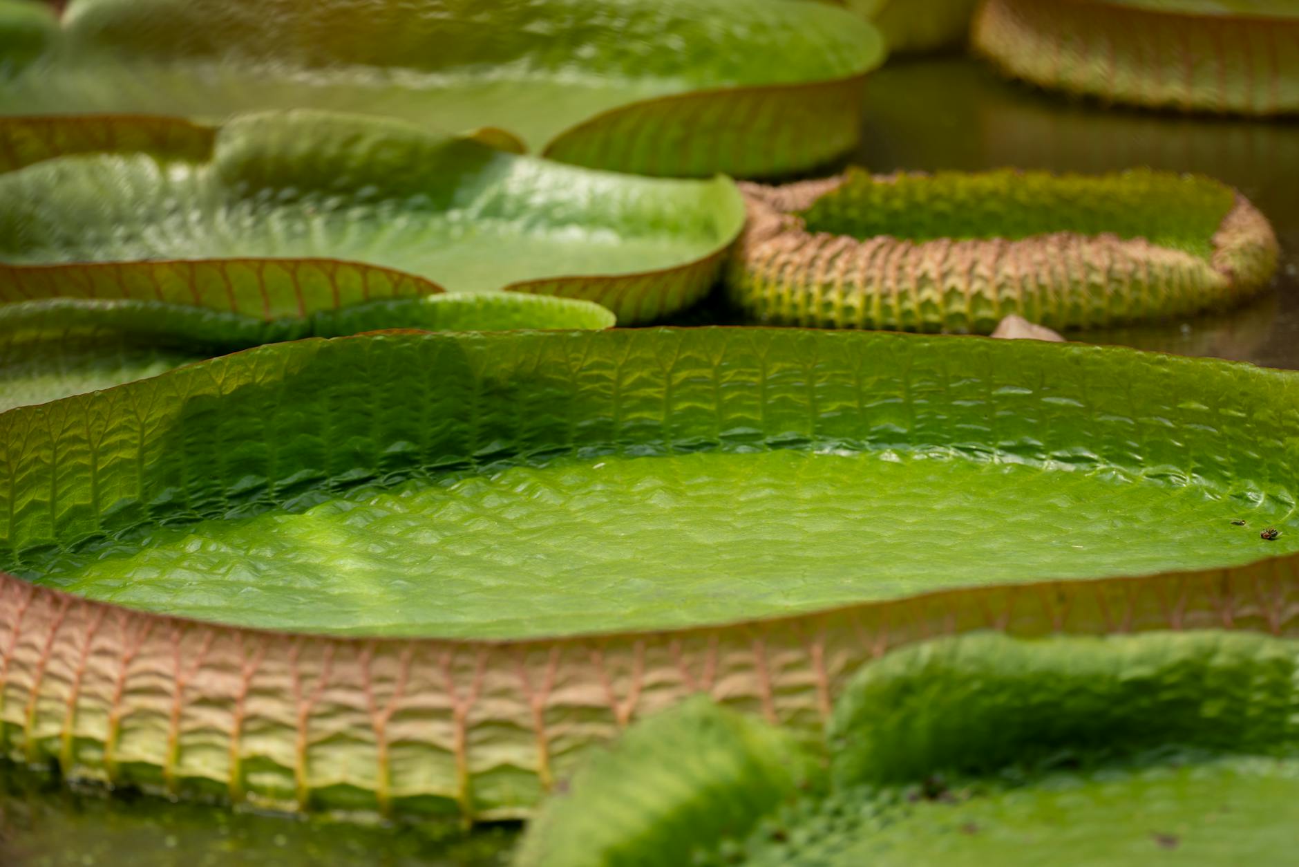 Aloes – zastosowania, działanie